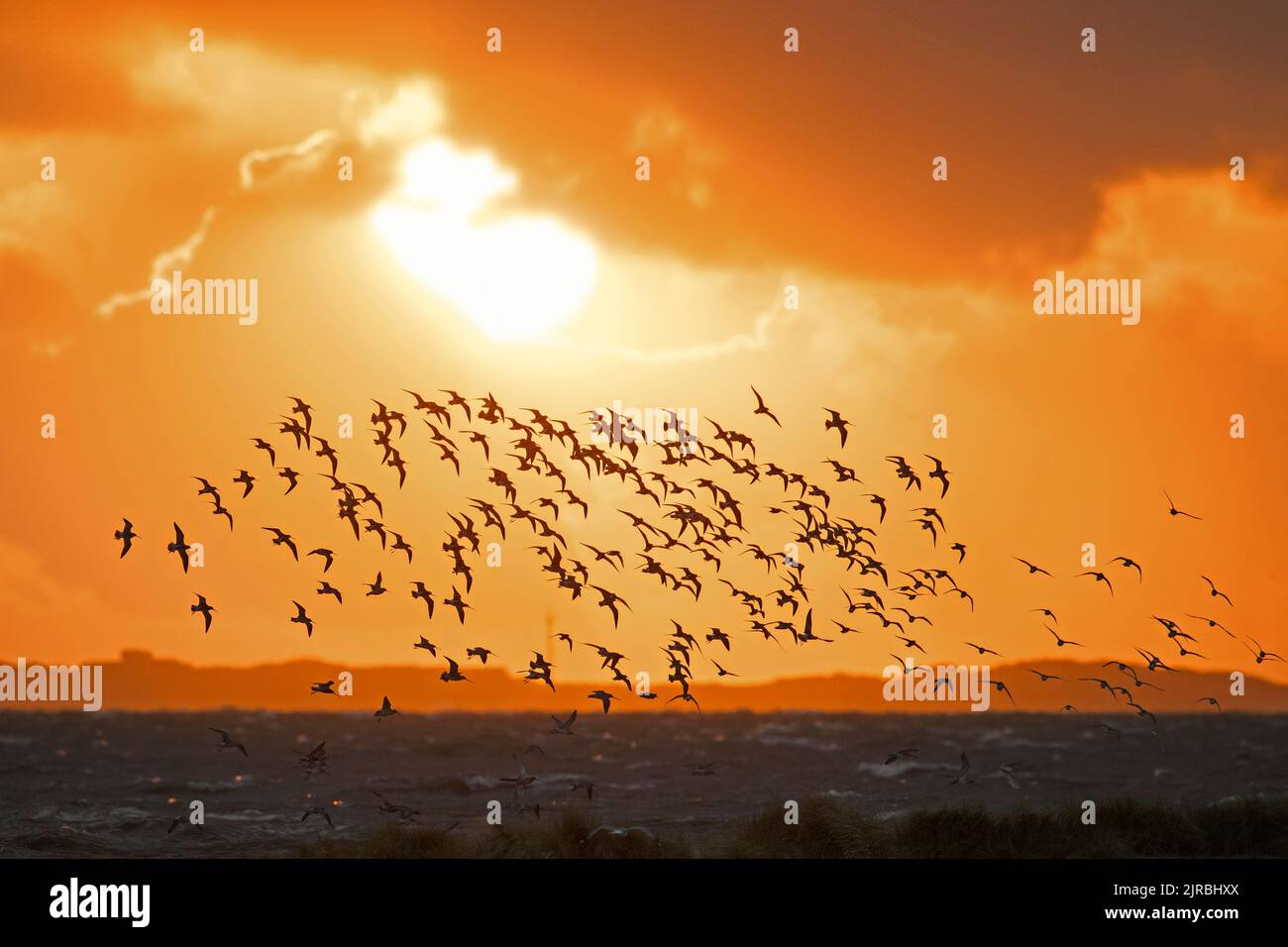 Un énorme troupeau de godwits à queue de bar (Limosa lapponica) et de nœuds rouges en vol, silhoueted contre le ciel orangé de coucher de soleil le long de la côte de la mer du Nord au printemps Banque D'Images