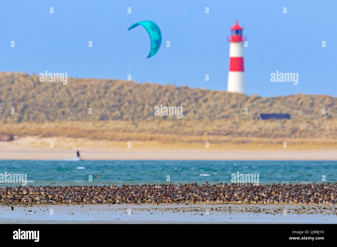 Troupeau de godwits à queue de bar (Limosa lapponica) et de nœuds rouges reposant sur le banc de sable et le phare de l'île de Sylt au printemps, Nordfriesland, Allemagne Banque D'Images