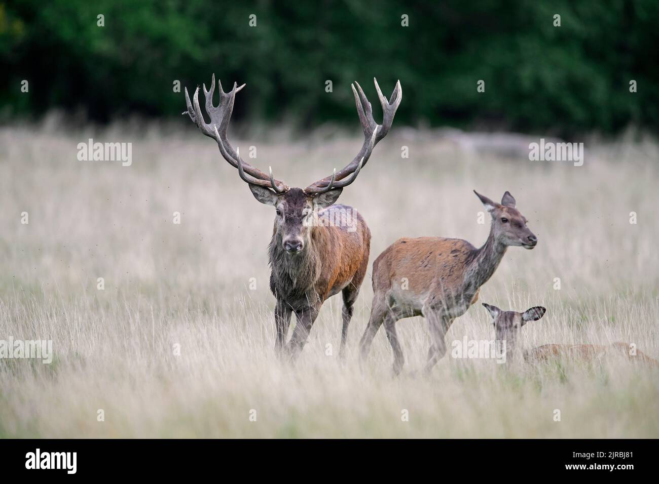 Cerf rouge (Cervus elaphus) laque pourchassant l'arrière / femelle en chaleur dans les prairies au bord de la forêt pendant la rout en automne / automne Banque D'Images