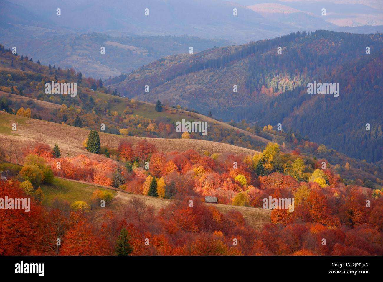 vue fabuleuse sur la campagne carpalienne en automne. paysage alpin coloré dans la lumière du matin et la crête de borzhava au loin Banque D'Images