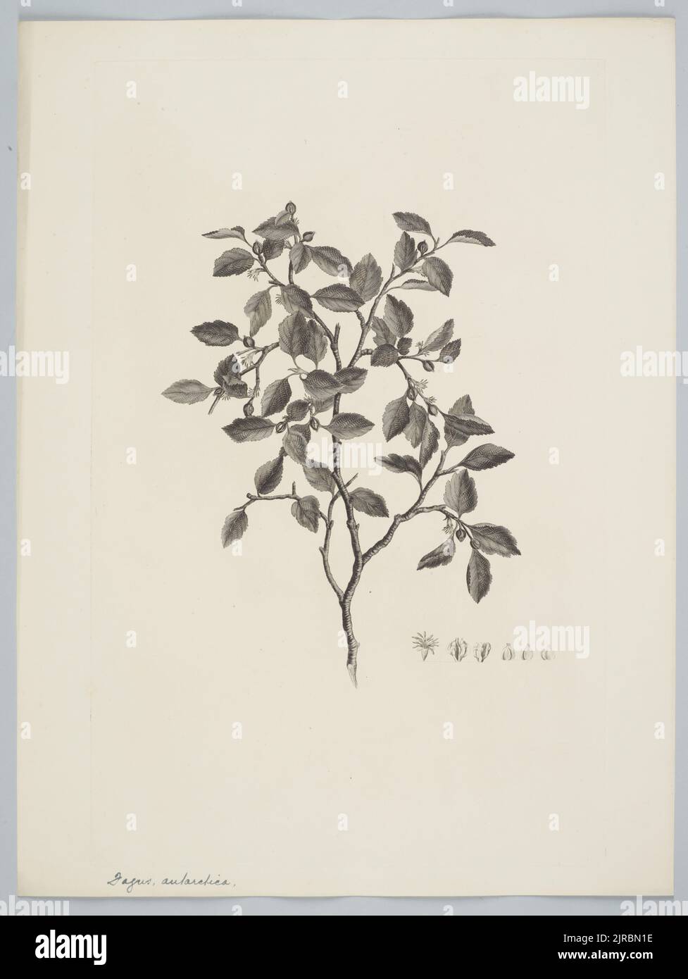 Nothofagus antarctique (G. Forster) Oersted, 1895, Royaume-Uni, par Sydney Parkinson. Don du British Museum, 1895. Banque D'Images