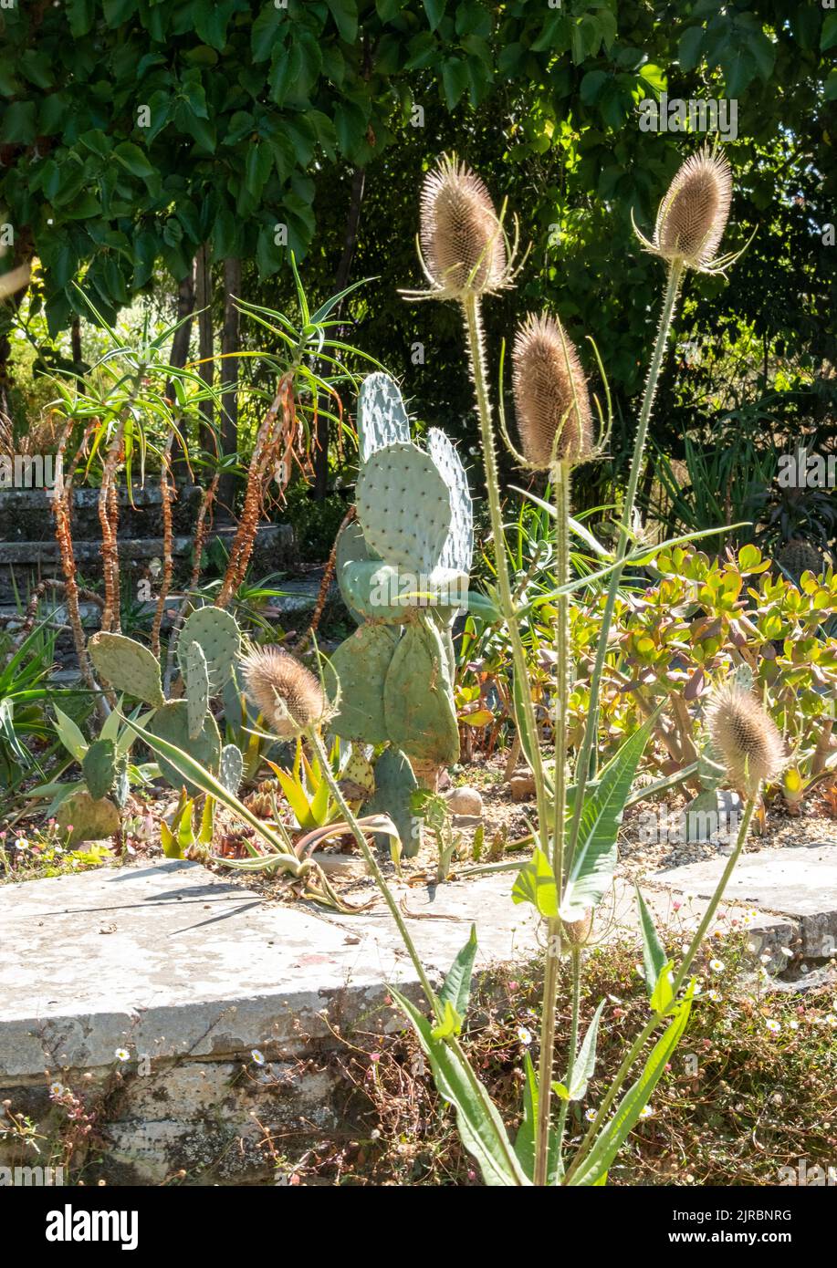 Jardin aride, Great Dixter, East Sussex, Royaume-Uni Banque D'Images