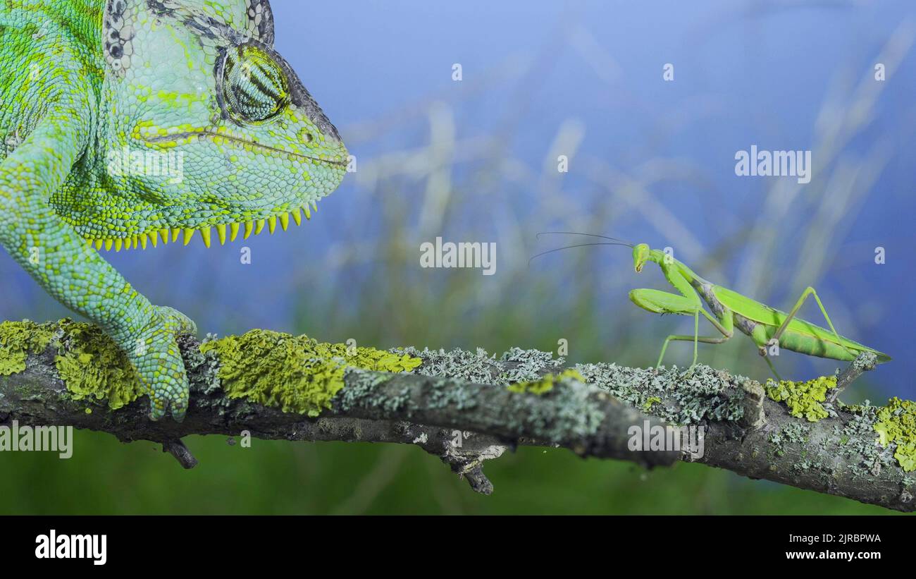 Gros plan, chameleon vert voilé mûr regardant curieusement la mante de prière. Caméléon à tête conique ou caméléon yéménite (Chamaeleo calyptratus) et Transc Banque D'Images