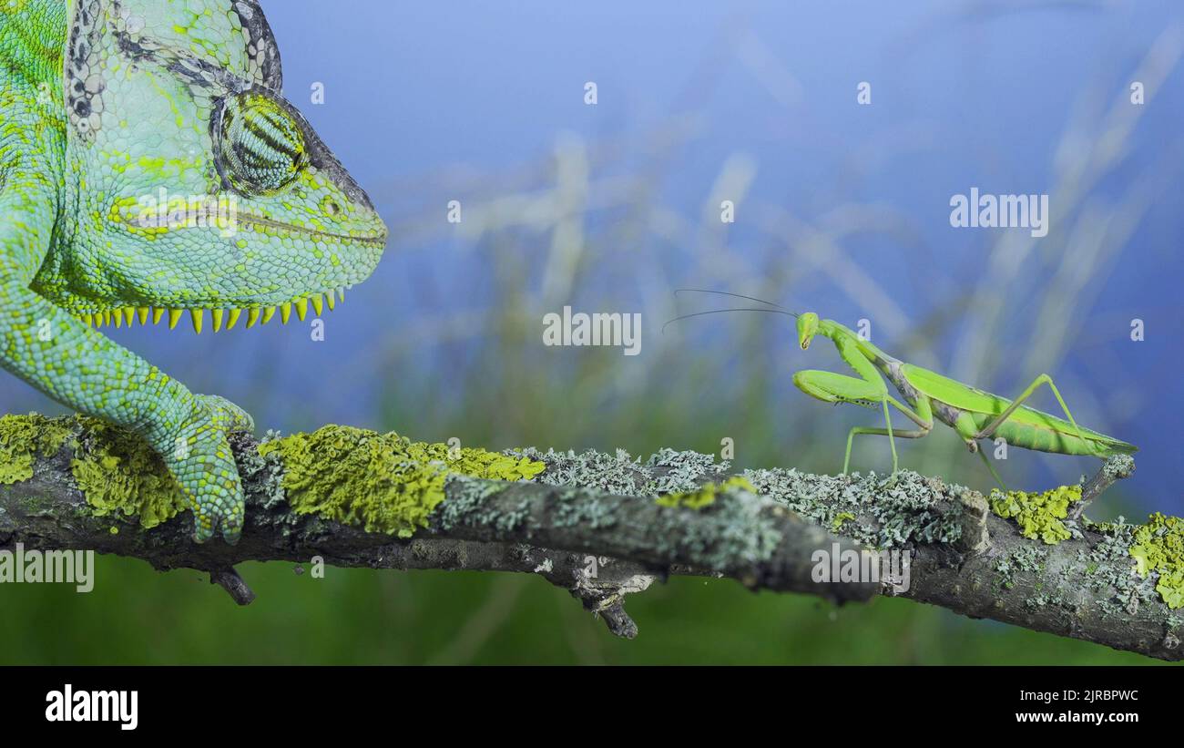Gros plan, chameleon vert voilé mûr regardant curieusement la mante de prière. Caméléon à tête conique ou caméléon yéménite (Chamaeleo calyptratus) et Transc Banque D'Images