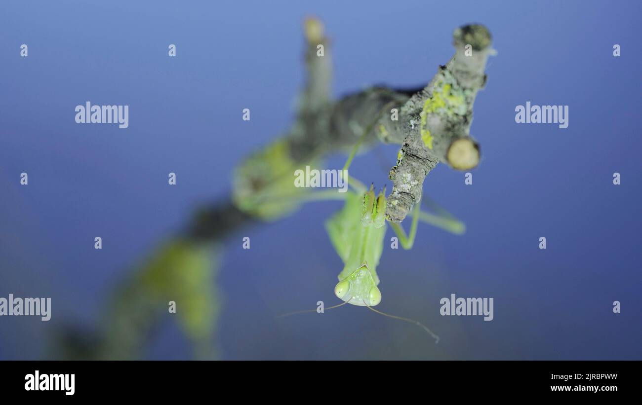 Gros plan portrait frontal de la mante de prière verte est suspendu sous la branche de l'arbre et regarde sur l'objectif de l'appareil photo sur fond d'herbe verte et de ciel bleu. Européen Banque D'Images