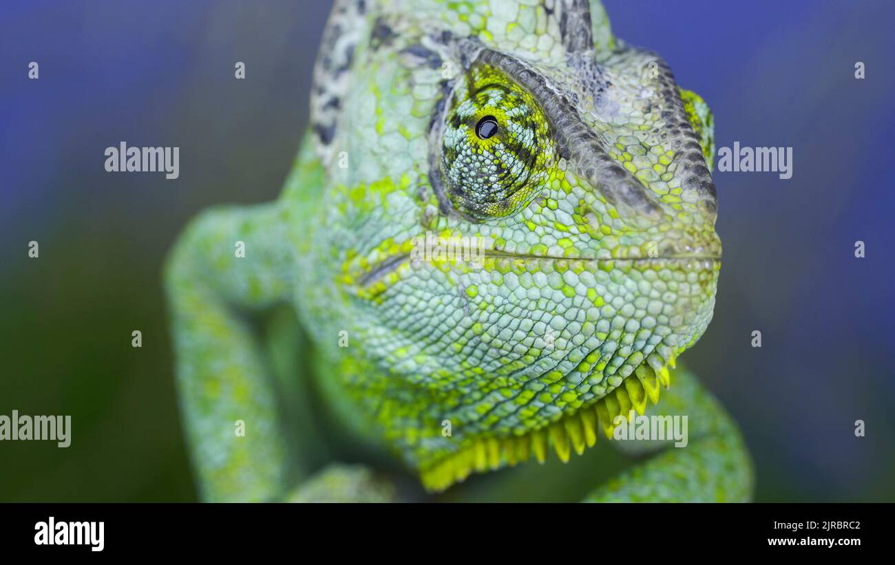 Un portrait en gros plan du caméléon vert voilé adulte se dresse sur une branche d'arbre et regarde autour, sur l'herbe verte et le fond bleu du ciel. Tête conique ch Banque D'Images