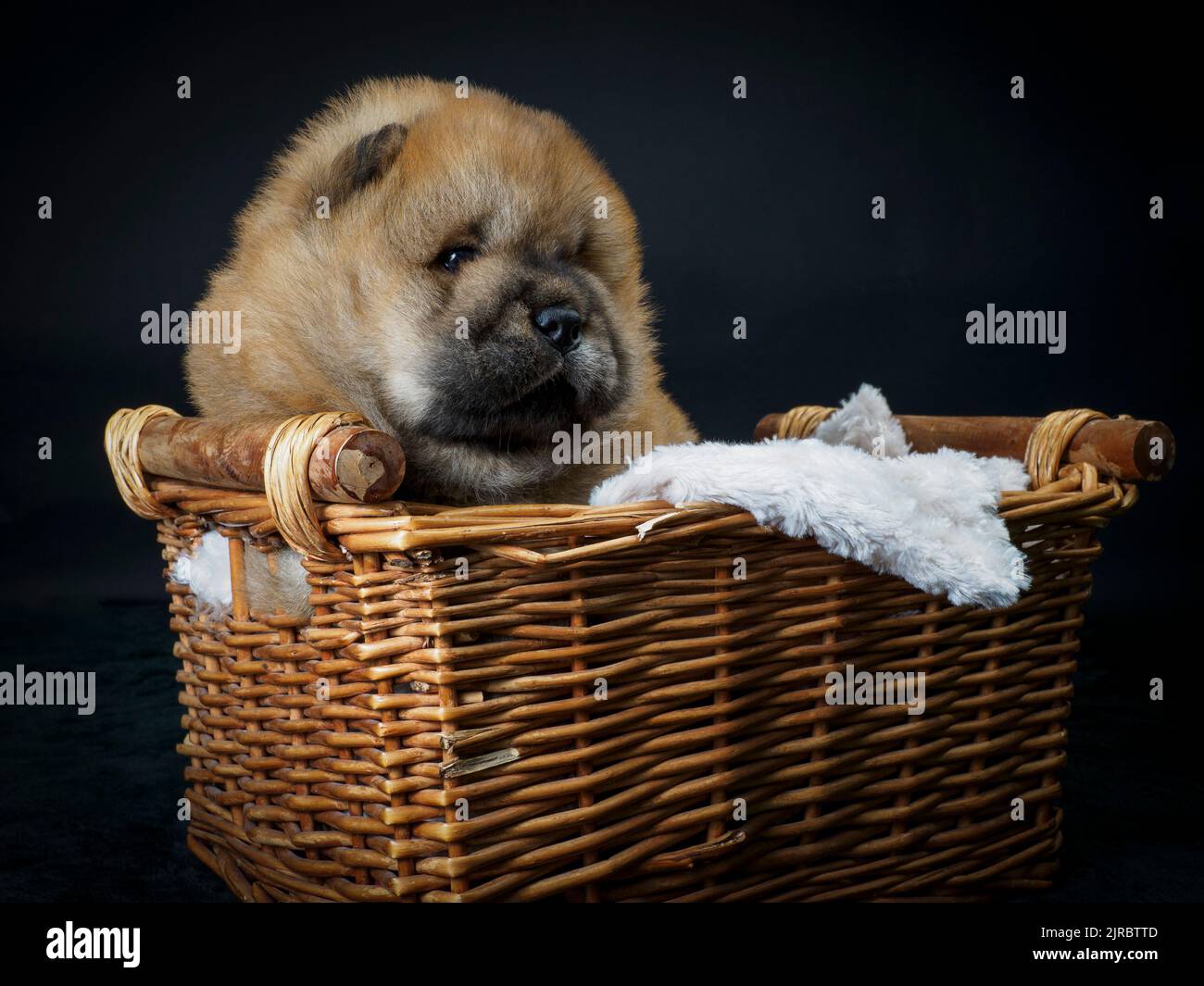 Chiot Chow Chow mâle dans un panier. Banque D'Images