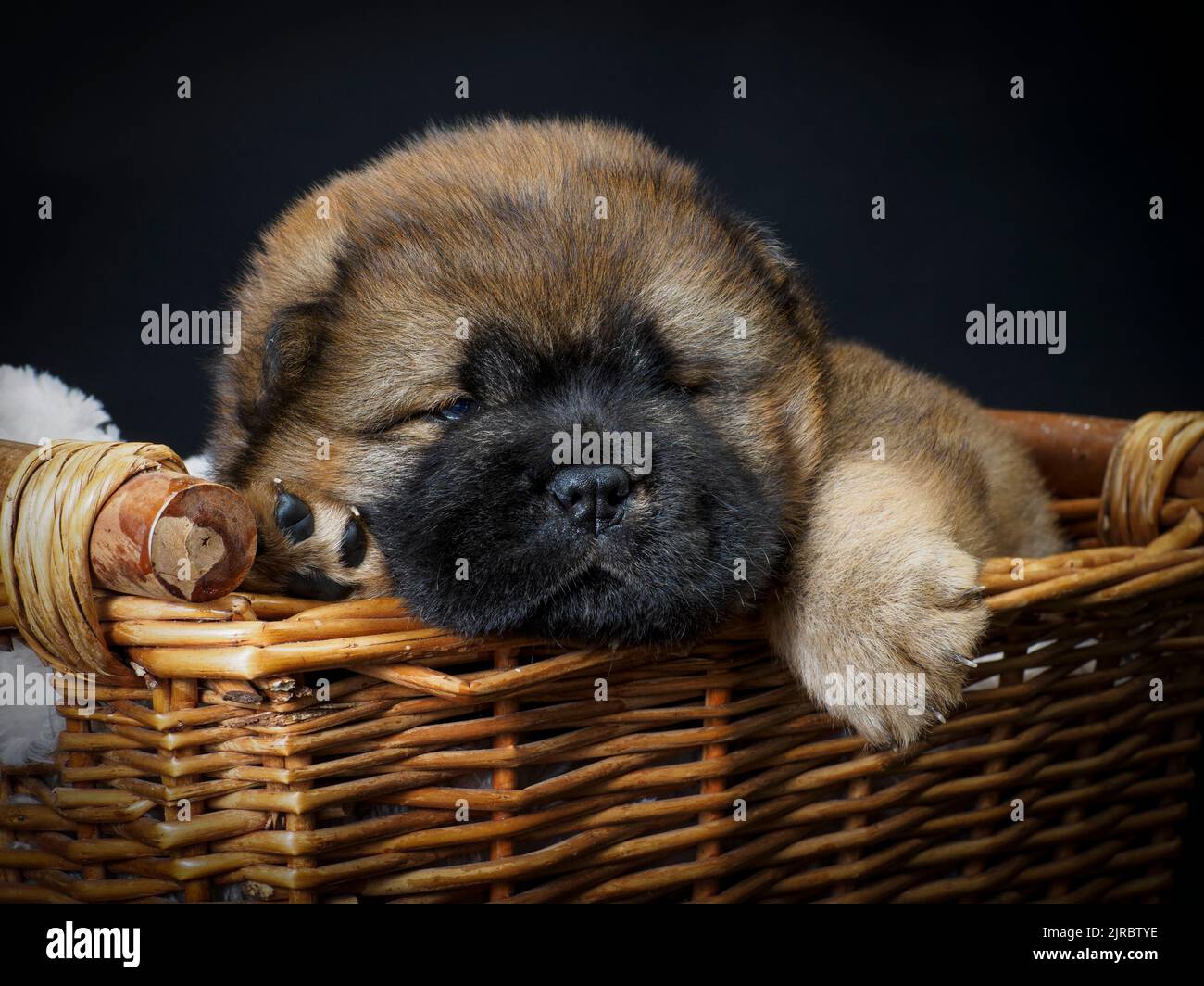 Chiot Chow Chow femelle dans un panier. Banque D'Images