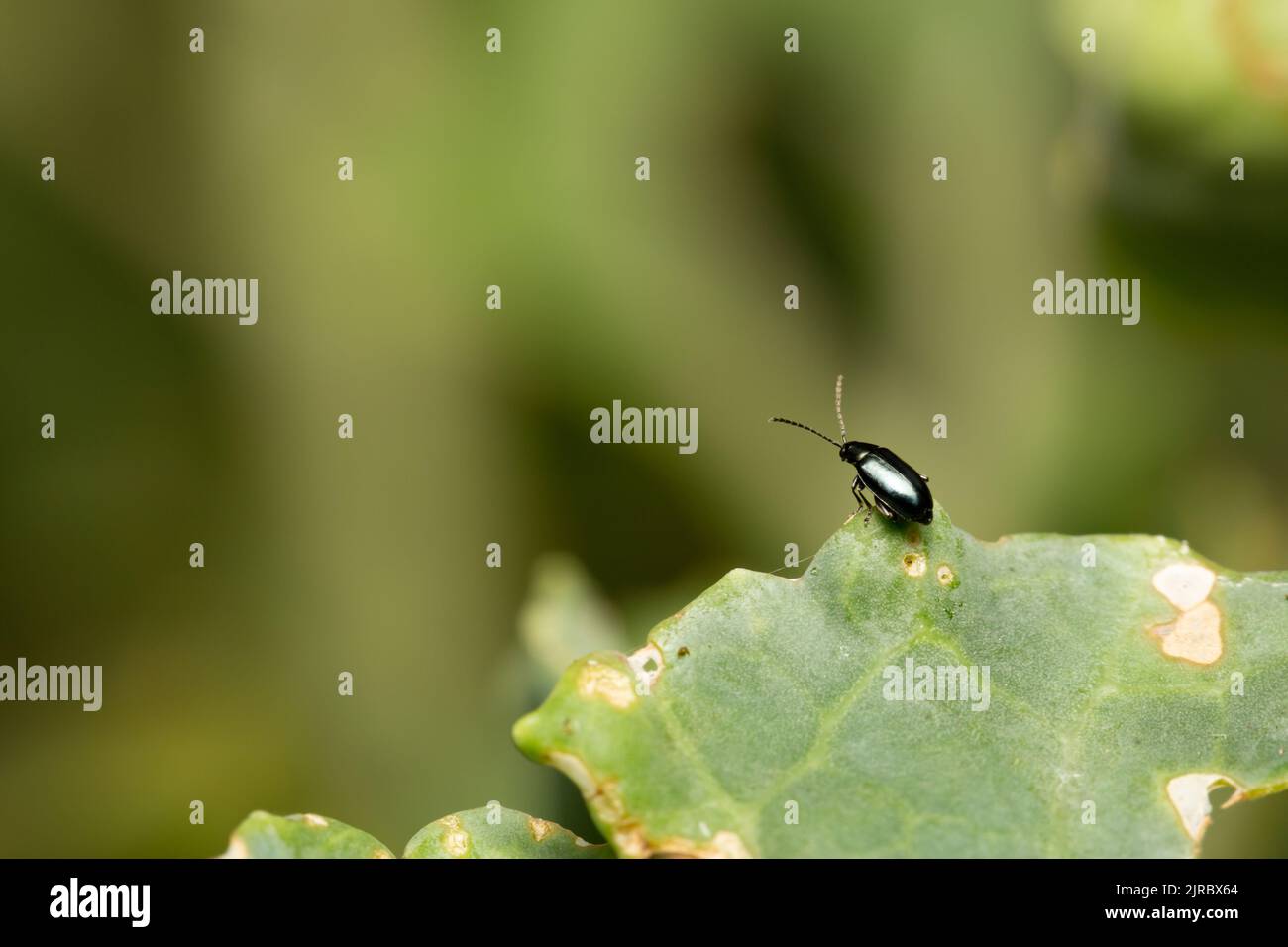 Crucifère Flea Beetle / Phyllotreta cruciferae Banque D'Images