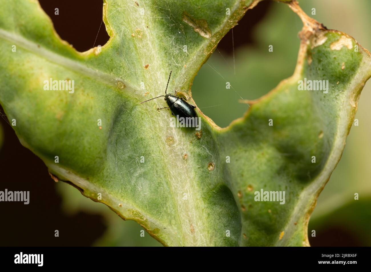 Crucifère Flea Beetle / Phyllotreta cruciferae Banque D'Images