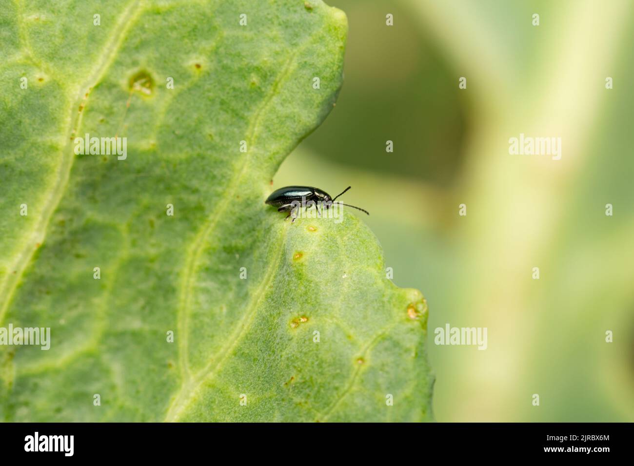 Crucifère Flea Beetle / Phyllotreta cruciferae Banque D'Images