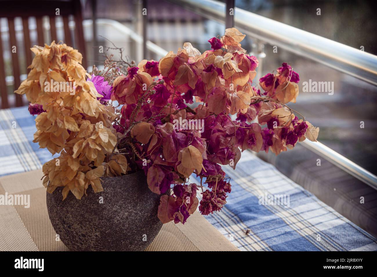 Ils ont fané des fleurs de bougainvillaea dans un vase. Concept de tristesse. Mise au point sélective. Banque D'Images