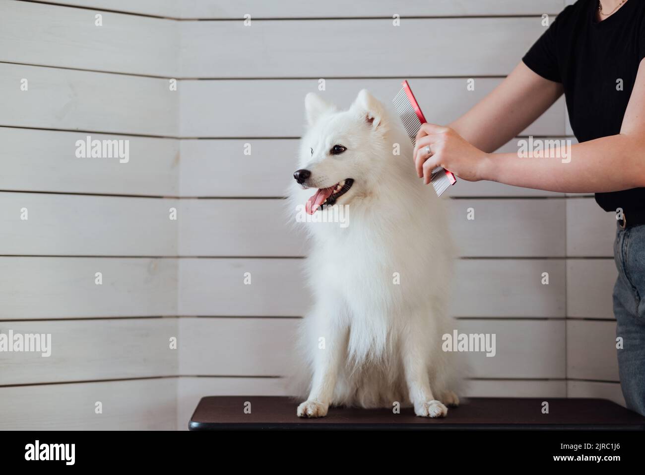 Chien blanc neige la race japonaise Spitz est en préparation pour l'exposition, le processus de peigner le chien dans la maison d'animaux Banque D'Images