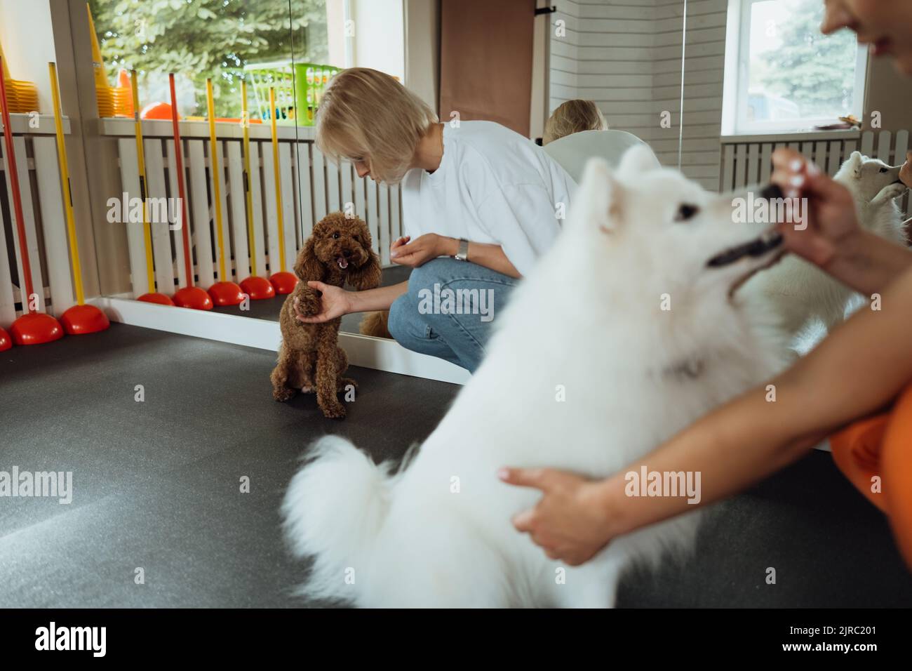 Petit coolé brun et entraînement de spitz japonais blanc neige ensemble dans la maison d'animaux avec entraîneur de chien Banque D'Images