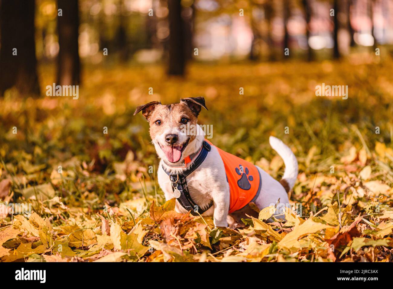 Concept de sécurité pour chien avec chien heureux assis dans un parc d'automne portant un gilet réfléchissant orange Banque D'Images