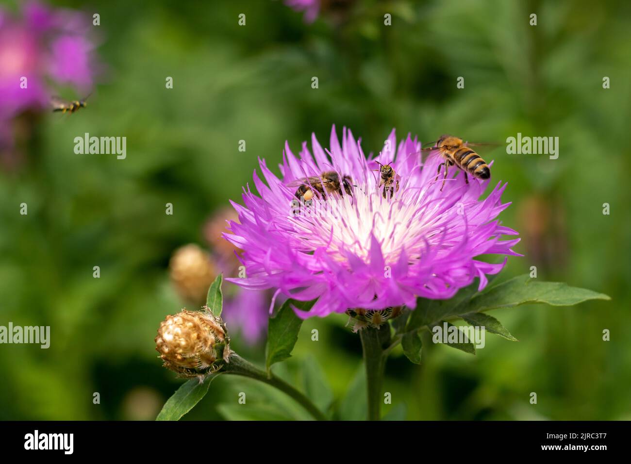 Une abeille vole vers une fleur de maïs pourpre et blanche avec trois abeilles. Les abeilles collectent le nectar. Collecte de pollen. Mise au point sélective. Banque D'Images