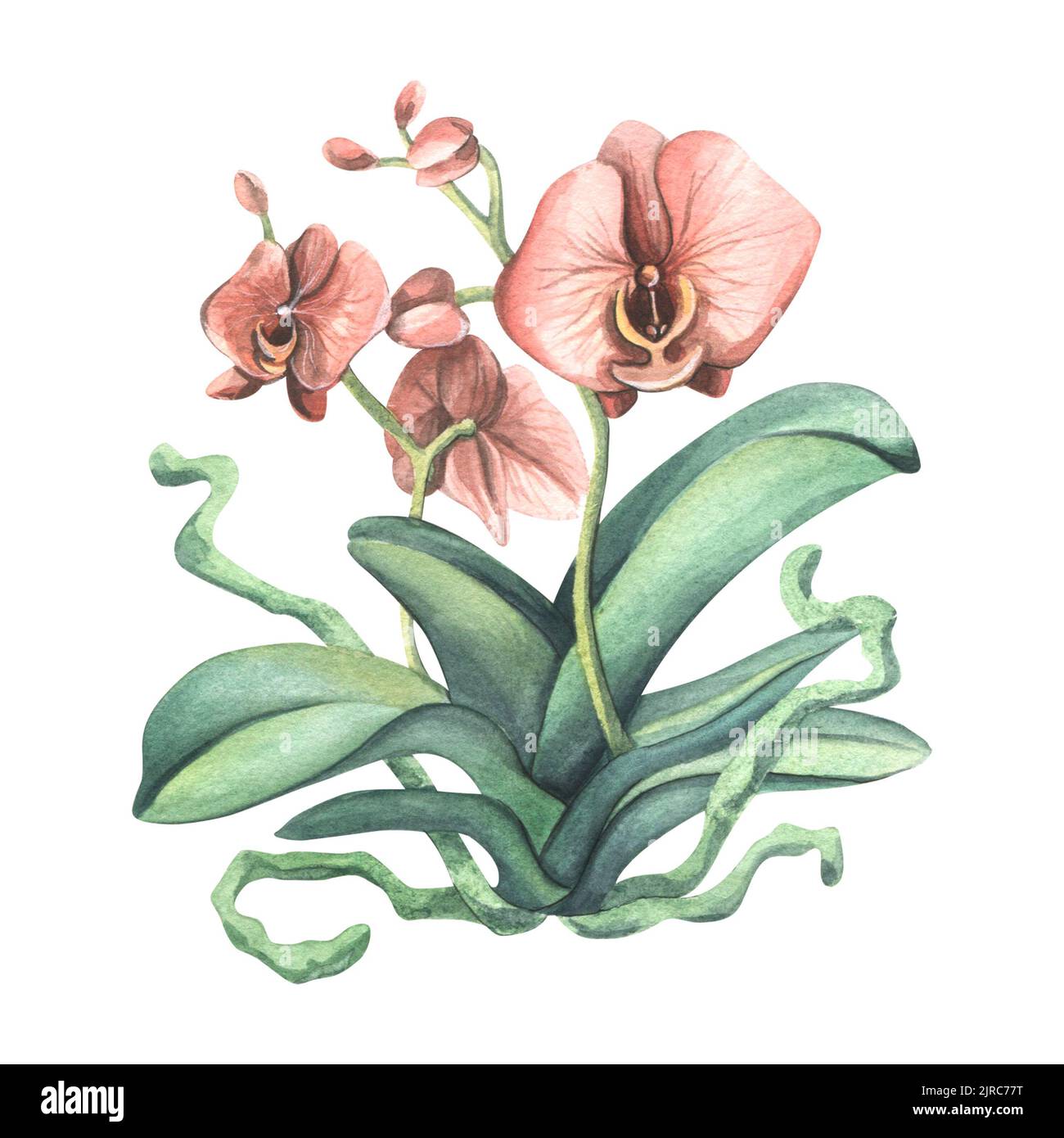 Une fleur d'orchidée avec des feuilles, des racines et des fleurs de couleur corail. Illustration aquarelle, objet isolé. Pour la décoration et le design des intérieurs Banque D'Images