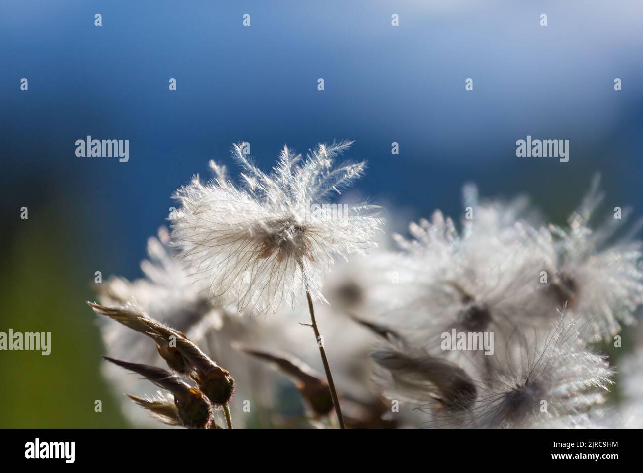 Fleurs de coton arctique en été Banque D'Images