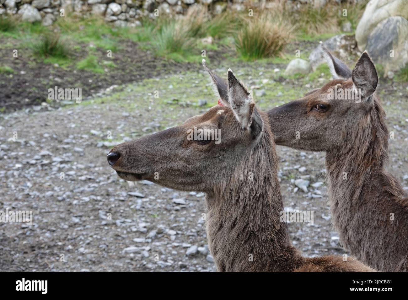 Gros plan de la paire de cerfs dans la nature, en Écosse Banque D'Images