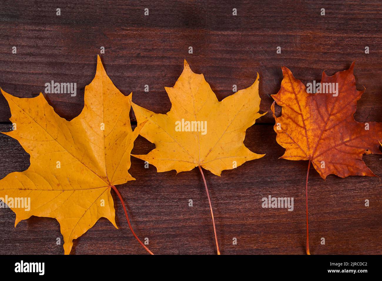 Feuilles d'érable jaune d'automne sur fond de bois brun. Feuillage tombé. Toile de fond pour le design. Banque D'Images