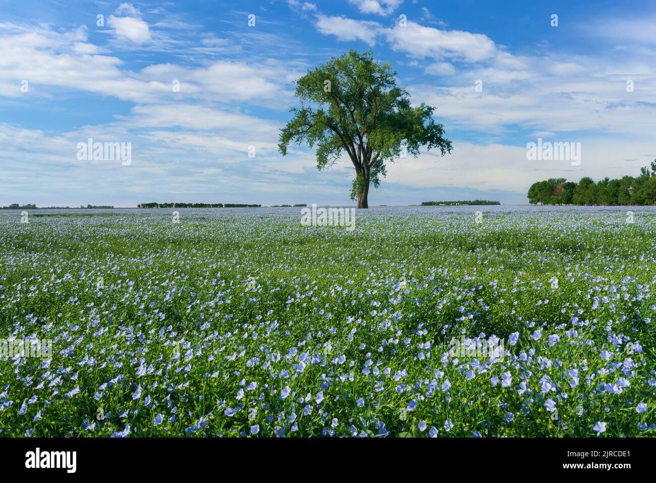 Un arbre isolé et un champ de lin en fleurs près de Myrtle, au Manitoba, au Canada. Banque D'Images