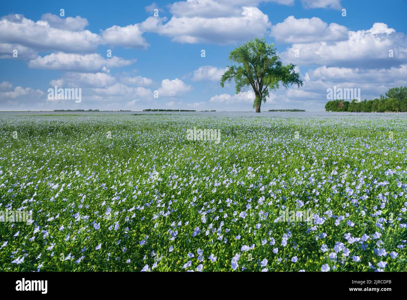 Un arbre isolé et un champ de lin en fleurs près de Myrtle, au Manitoba, au Canada. Banque D'Images