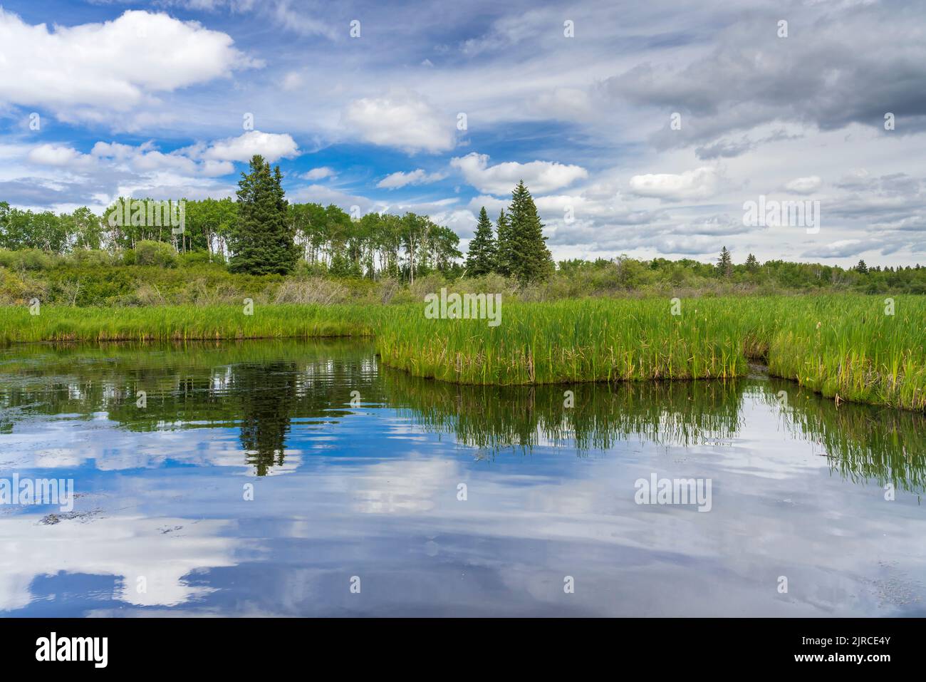 Les terres humides du marais Ominnik dans le parc national du Mont-Riding, Manitoba, Canada. Banque D'Images