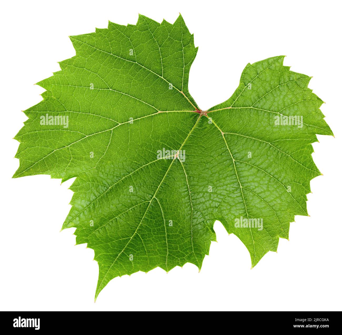 Feuille de raisin, isolée sur fond blanc, passe de découpe, profondeur de champ totale Banque D'Images Feuille de raisin, isolée sur fond blanc, passe de découpe, profondeur de champ totale Banque D'Images