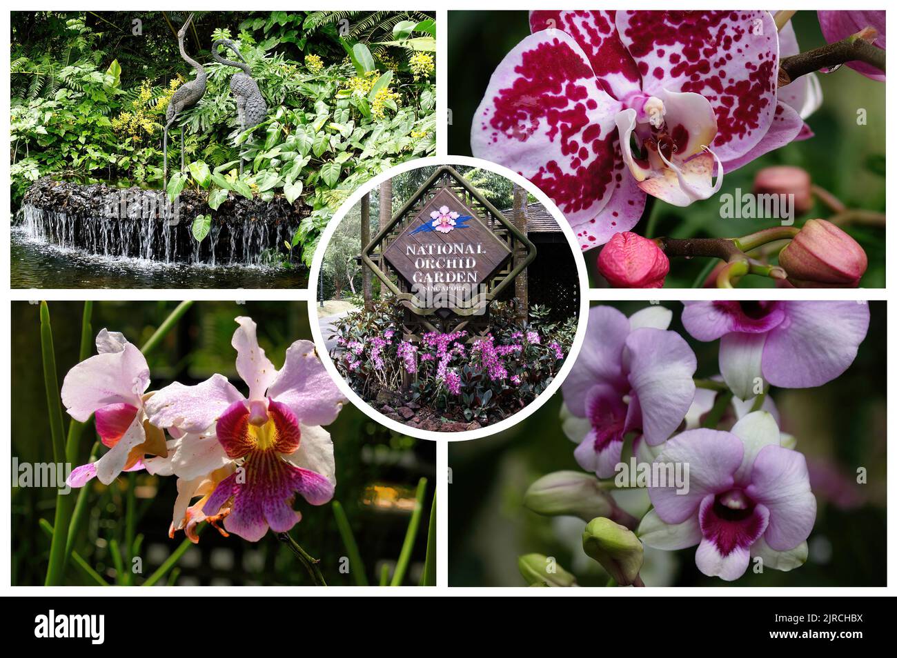 Le magnifique jardin national d'orchidées de Singapour Banque D'Images