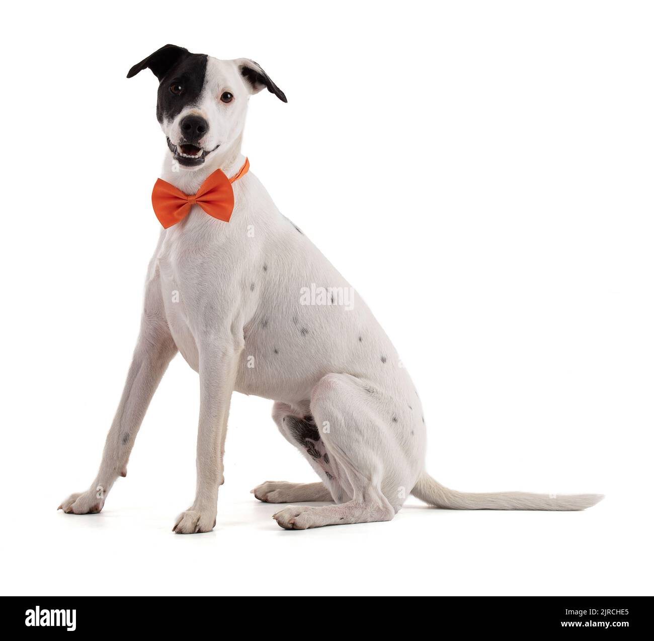 mignon, drôle, élégant chien blanc avec une tache noire sur un oeil et un noeud orange dans un fond blanc Banque D'Images