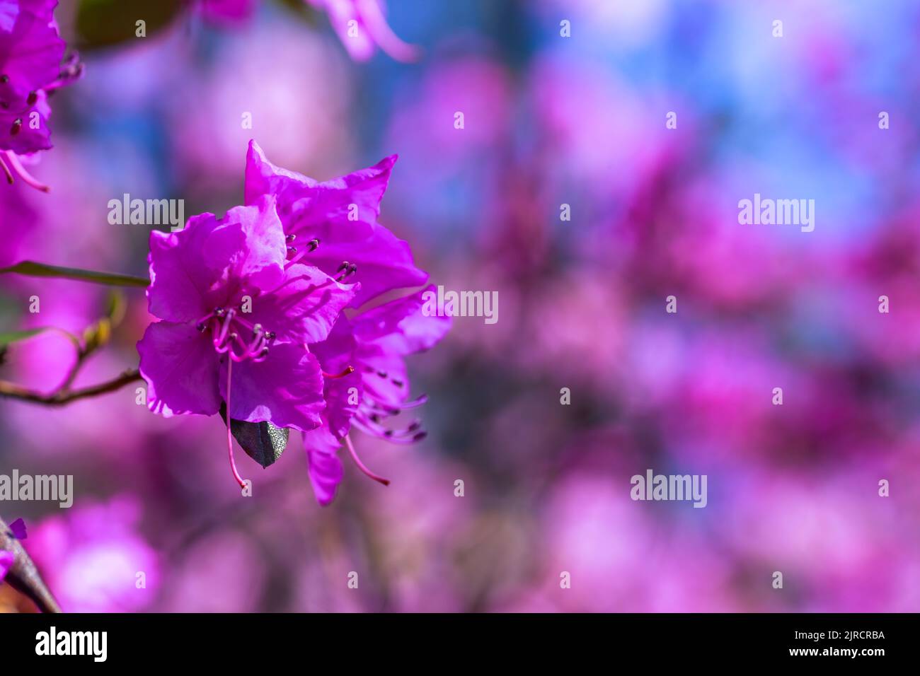 Forêt d'azalées roses dans le jardin. Saison de floraison azalées. Banque D'Images