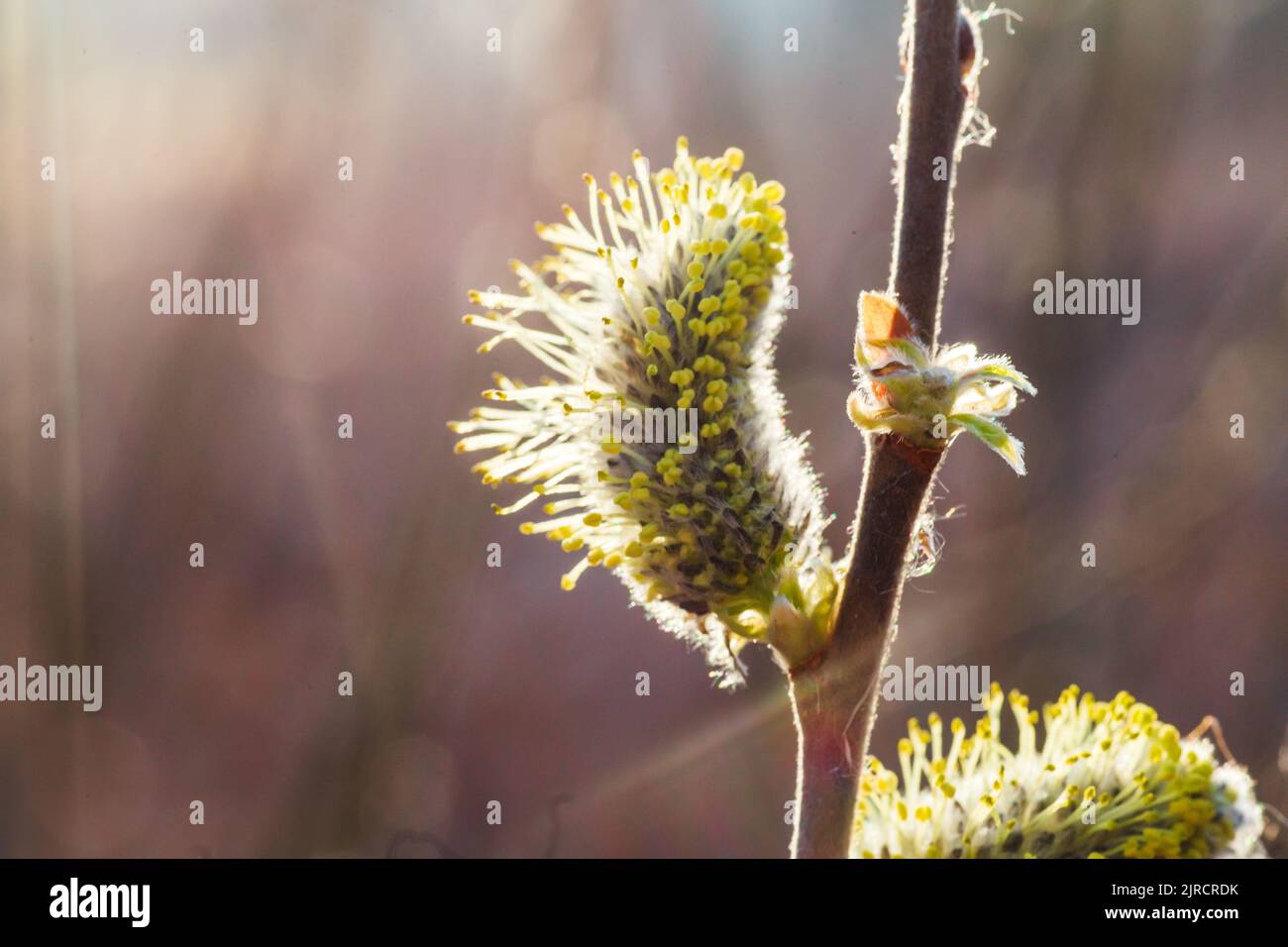 Pas d'inflorescences molletonnées capturer des hopelles au début du printemps avant les feuilles. Plantes de miel Ukraine. Recueillir le pollen des fleurs. Banque D'Images