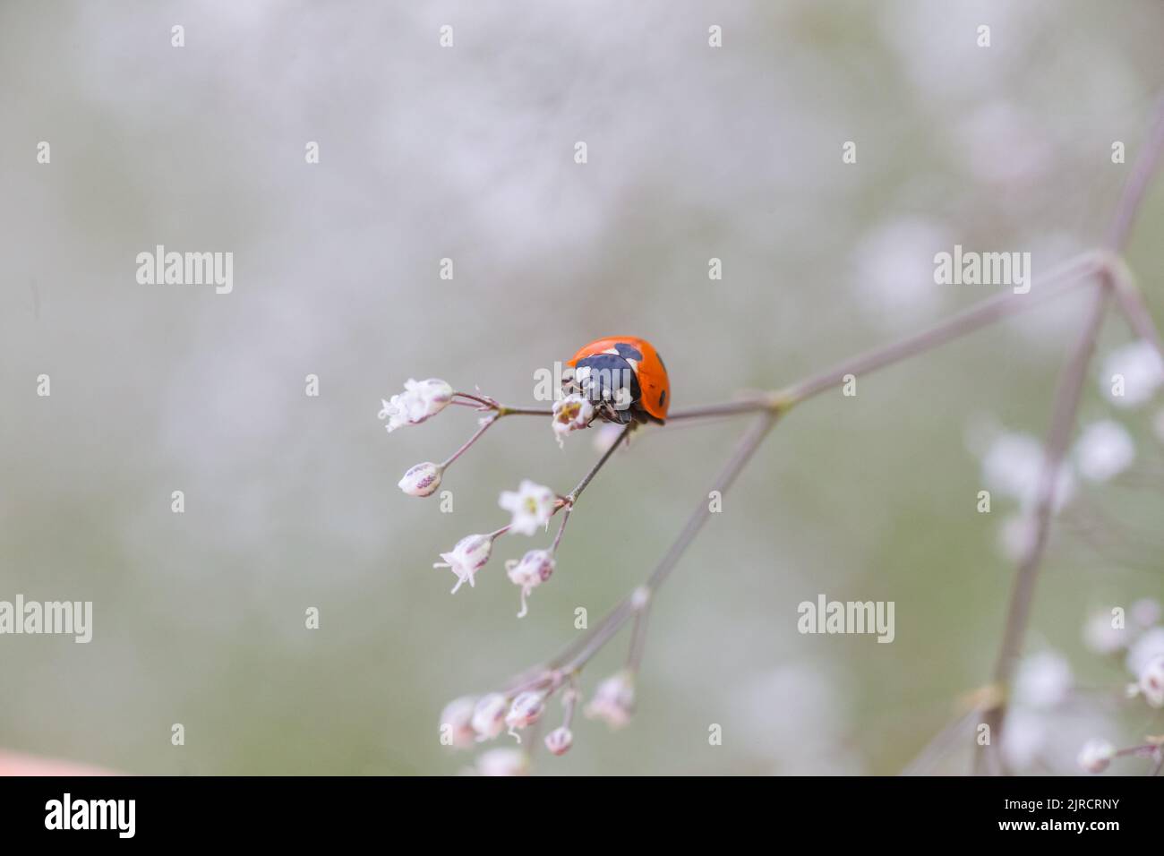 Coccinelle sur une petite fleur blanche Gypsophila paniculata, souffle de bébé, gitsophila commune, souffle de bébé paniculé sur un terrain d'été. Banque D'Images