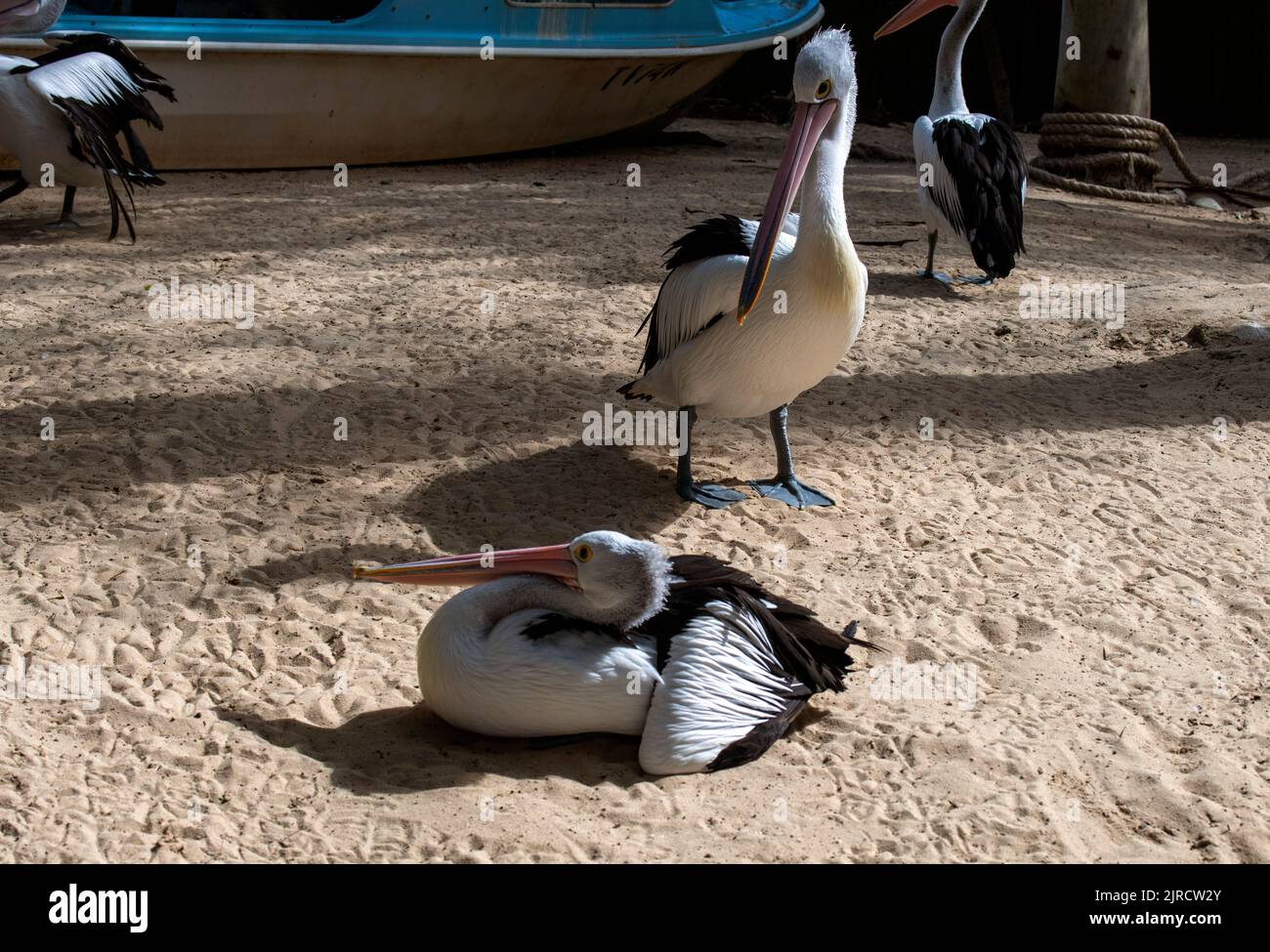 Deux pélicans australiens (Pelecanus oscillatus) à Sydney, Nouvelle-Galles du Sud, Australie (photo de Tara Chand Malhotra) Banque D'Images