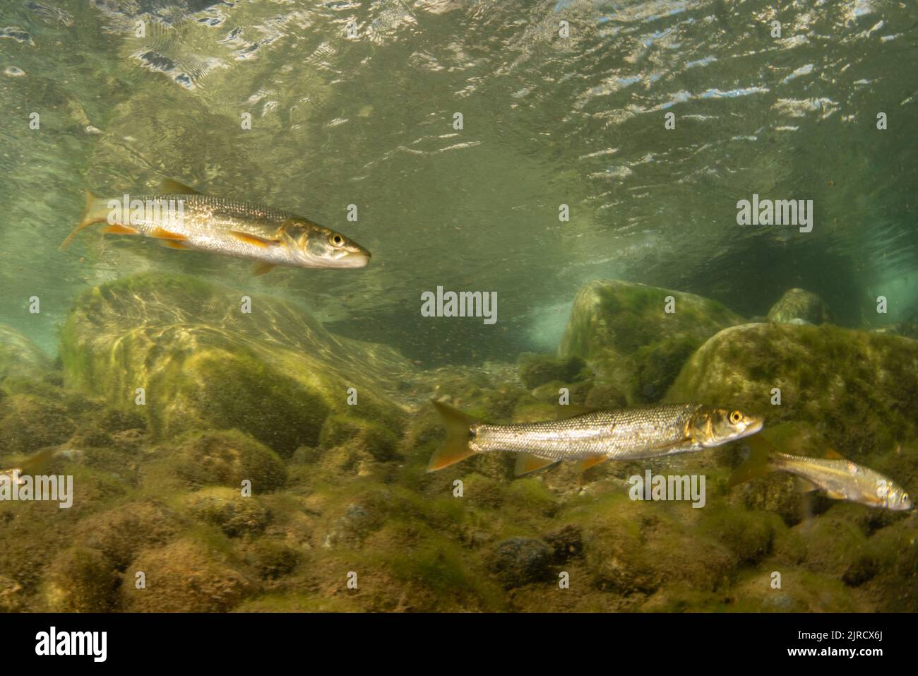 Sacramento pikeminnow (Ptychocheilus grandis), un poisson d'eau douce d'une rivière dans les montagnes de la Sierra Nevada en Californie, États-Unis. Banque D'Images