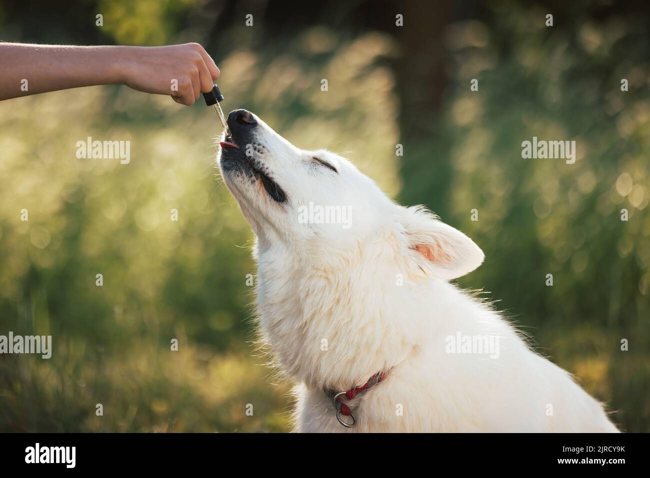 Pipette compte-gouttes blanche pour chien berger suisse remplie d'huile de CBD tout en posant sur l'herbe verte, gros plan. Banque D'Images