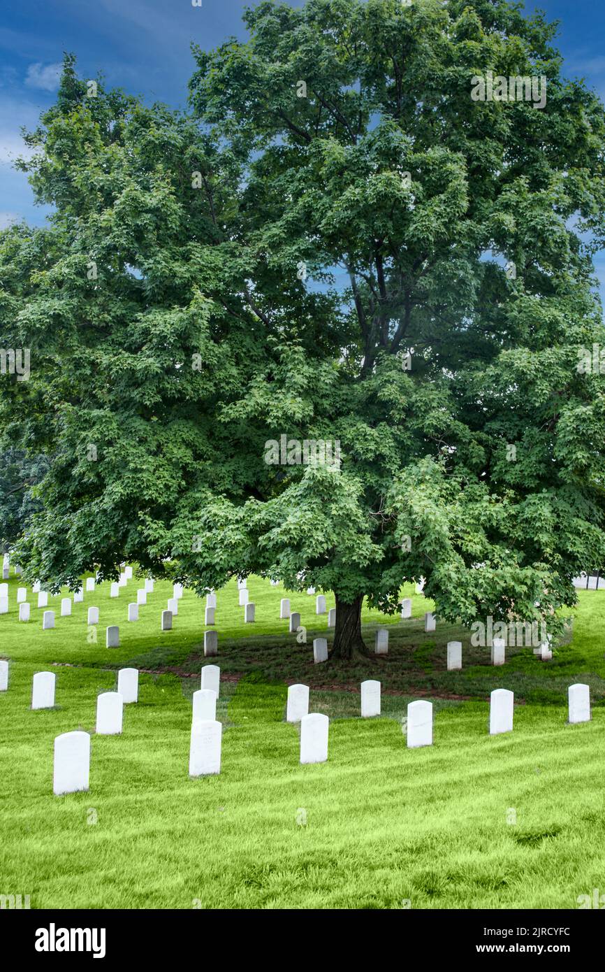 Un énorme arbre ombre les tombes de l'armée américaine tombée dans le cimetière national d'Arlington, en Virginie. Banque D'Images