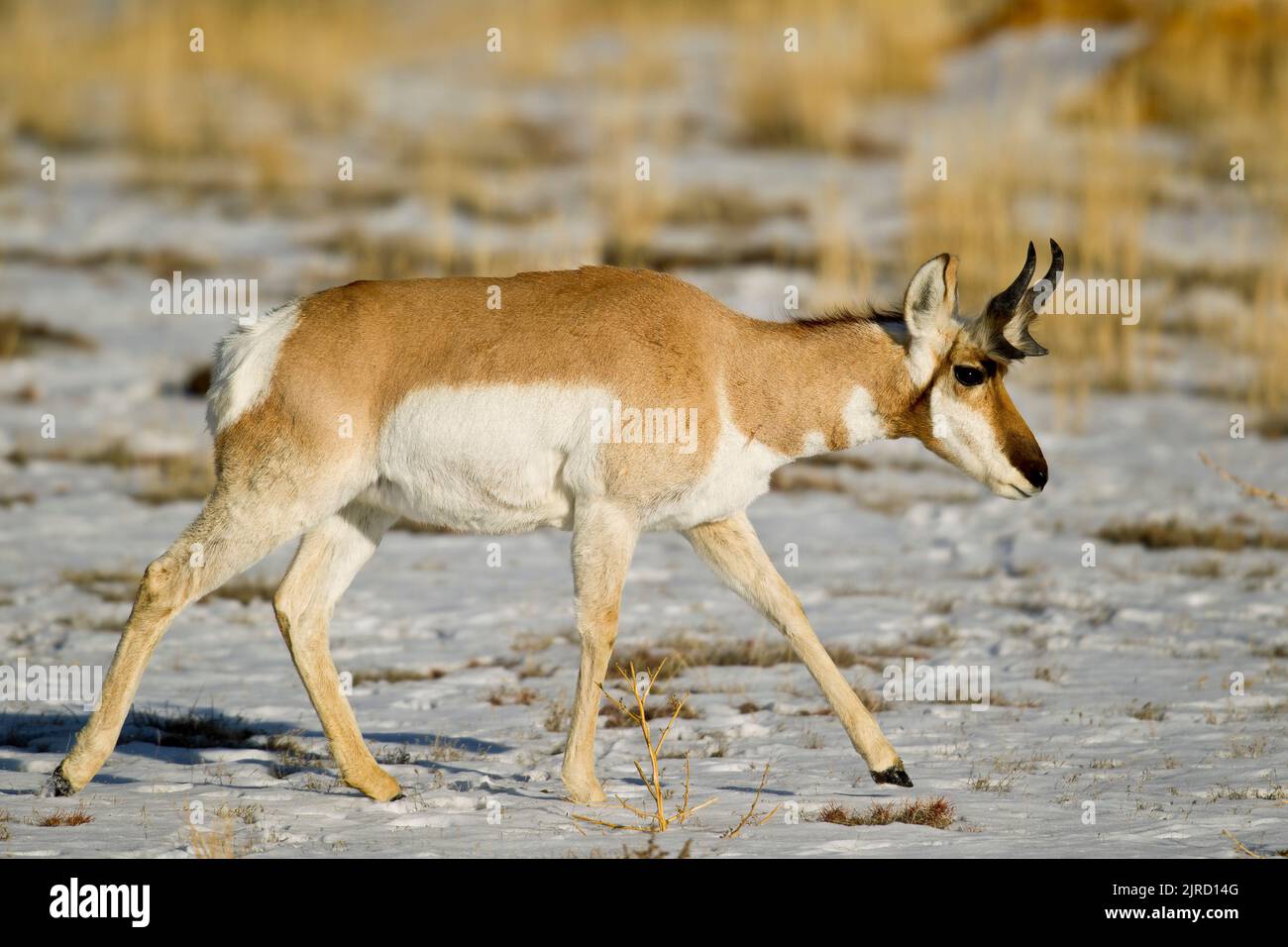 L'Antilope d'Amérique (Antilocapra americana), homme Banque D'Images