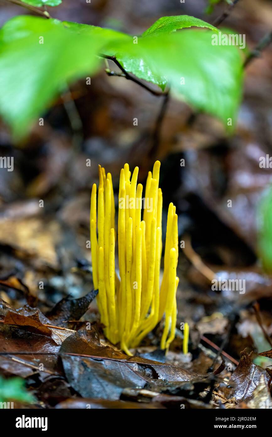 Golden Spinkles (Clavulinopsis fusiformis) espèces de champignons de corail - DuPont State Recreational Forest - Cedar Mountain, près de Brevard, Caroline du Nord, Banque D'Images