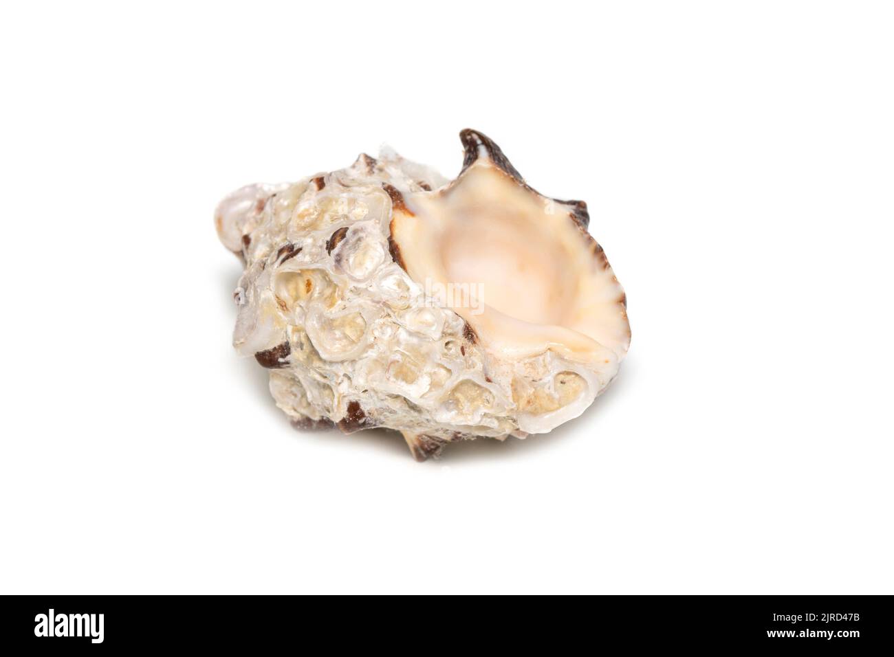 Image de la resishia bitubercularis seashells sur fond blanc. Animaux sous-marins. Coquillages. Banque D'Images