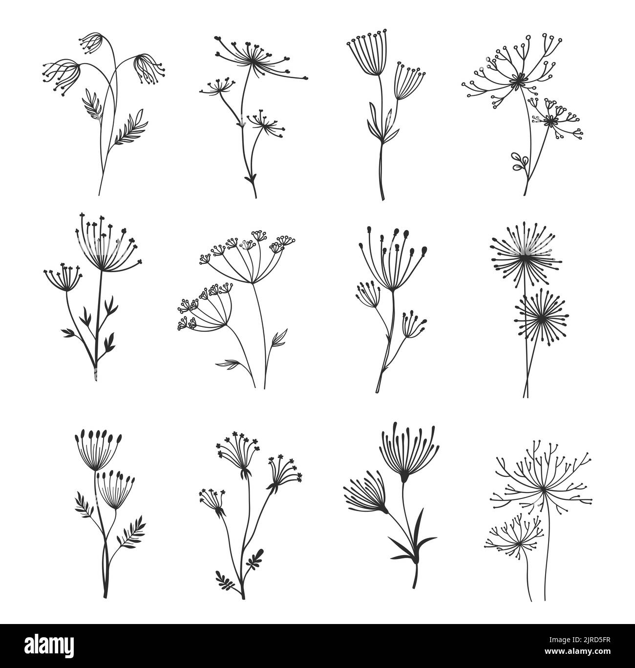 Décrivez les brindilles et les branches florales, les fleurs des ombrelles. Herbes de champ ou de jardin, graines d'herbe, tiges et ratons laveurs ligne vectorielle décorations florales ou monochromes de plantes Illustration de Vecteur