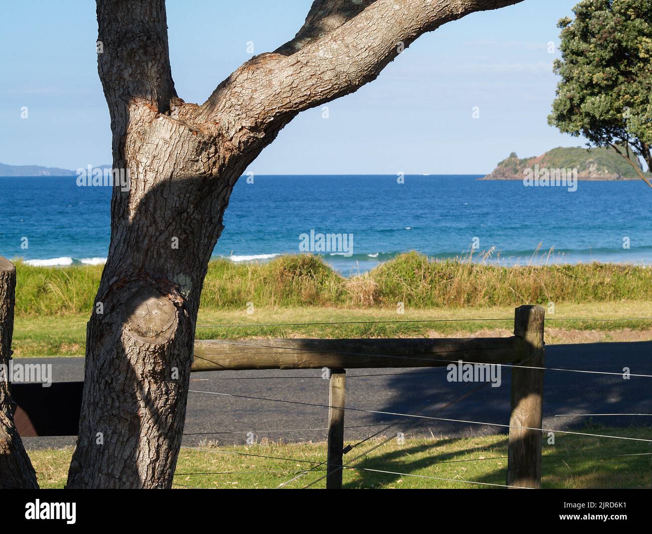 Écorce texturée d'un arbre de premier plan avec ciel bleu et côtier et océan au-delà. Banque D'Images