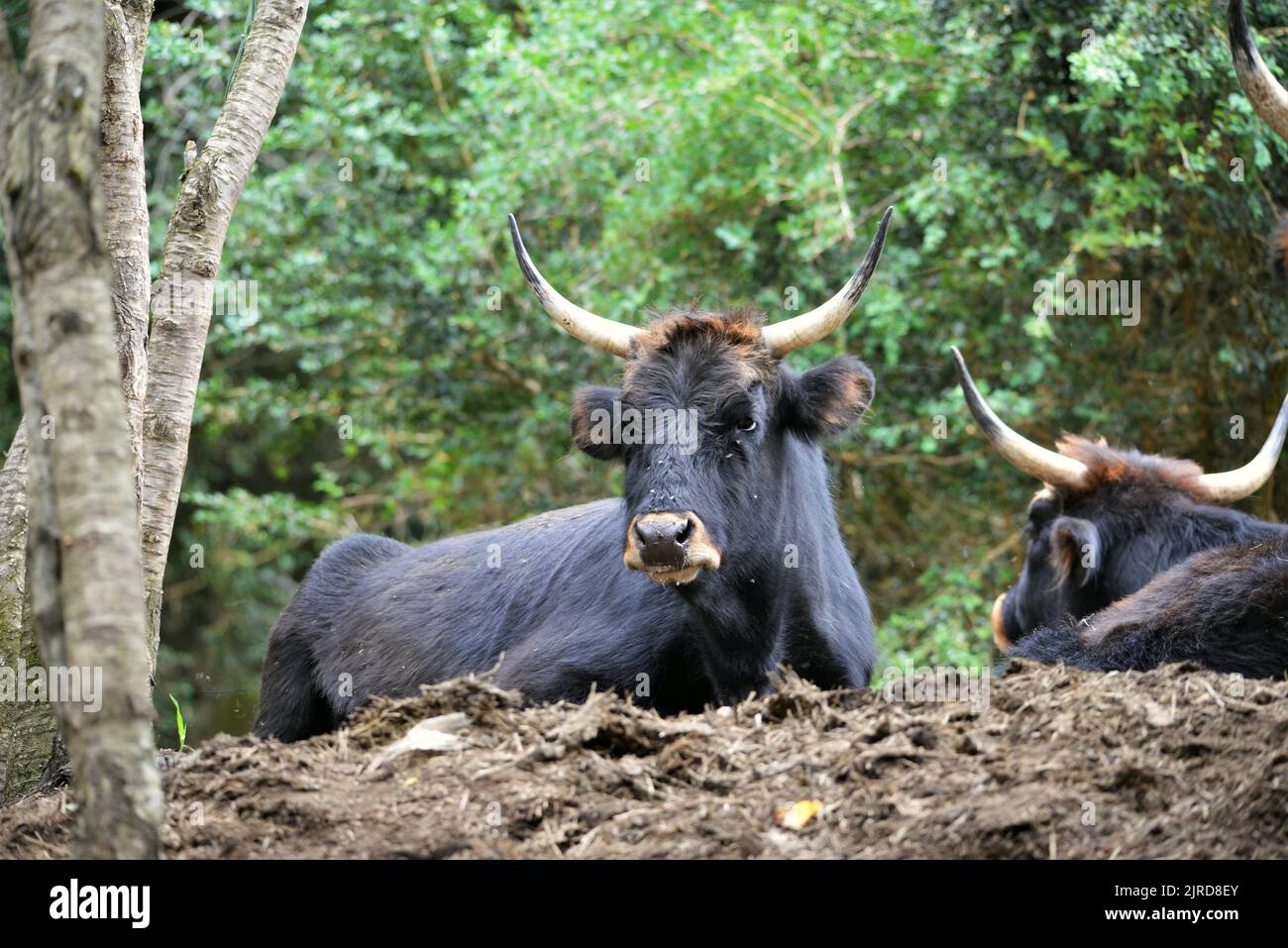 Heck bovines dans le parc Faunistic de Lacuniacha situé à Piedrafita de Jaca dans les vallées de Tena, Huesca, Aragon, Espagne Banque D'Images