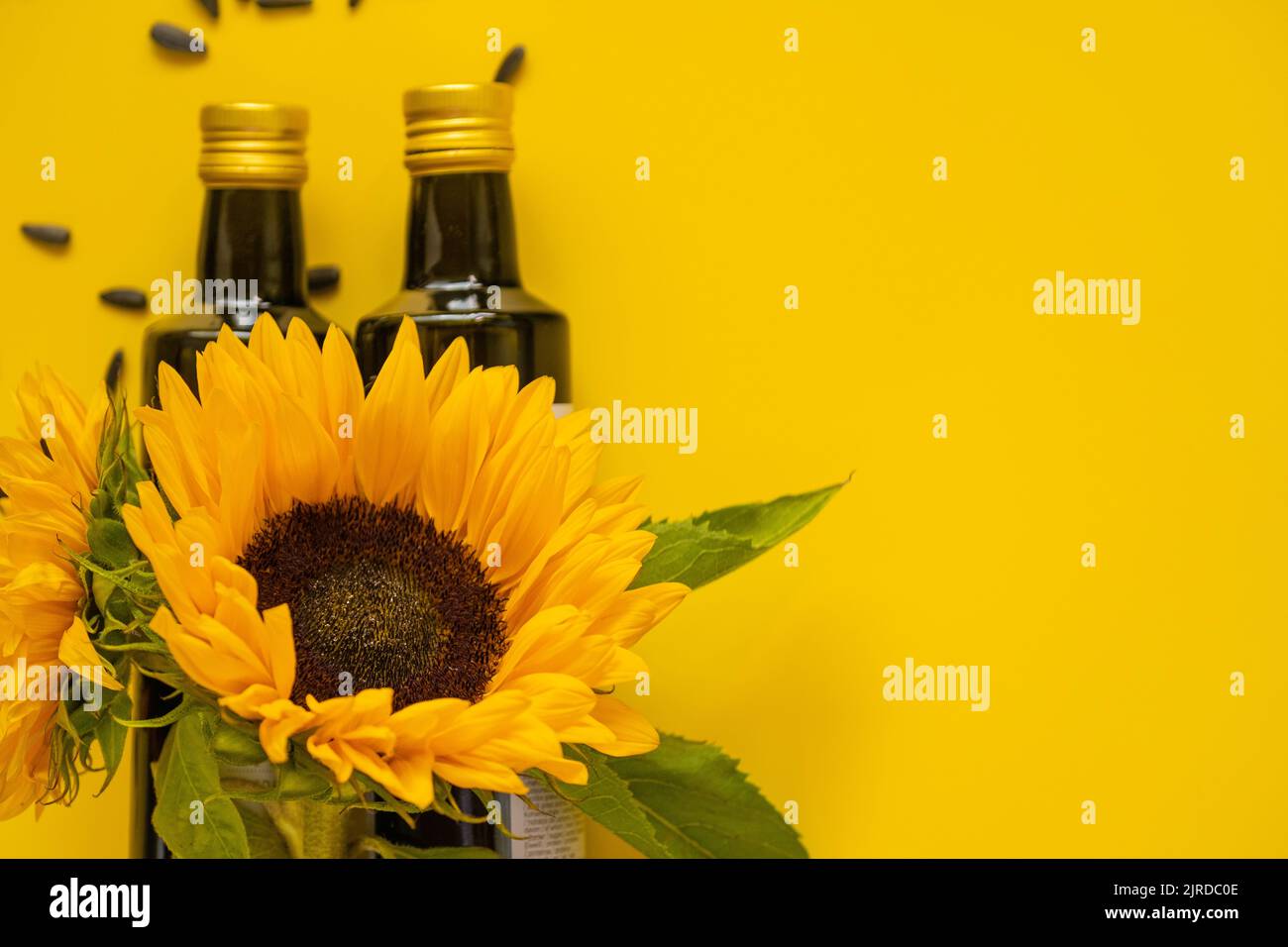 Huile de tournesol. Bouteilles d'huile, graines de tournesol noires éparpillées et tournesols sur fond jaune.maquette d'huile de tournesol. Tournesol de ferme naturel biologique Banque D'Images