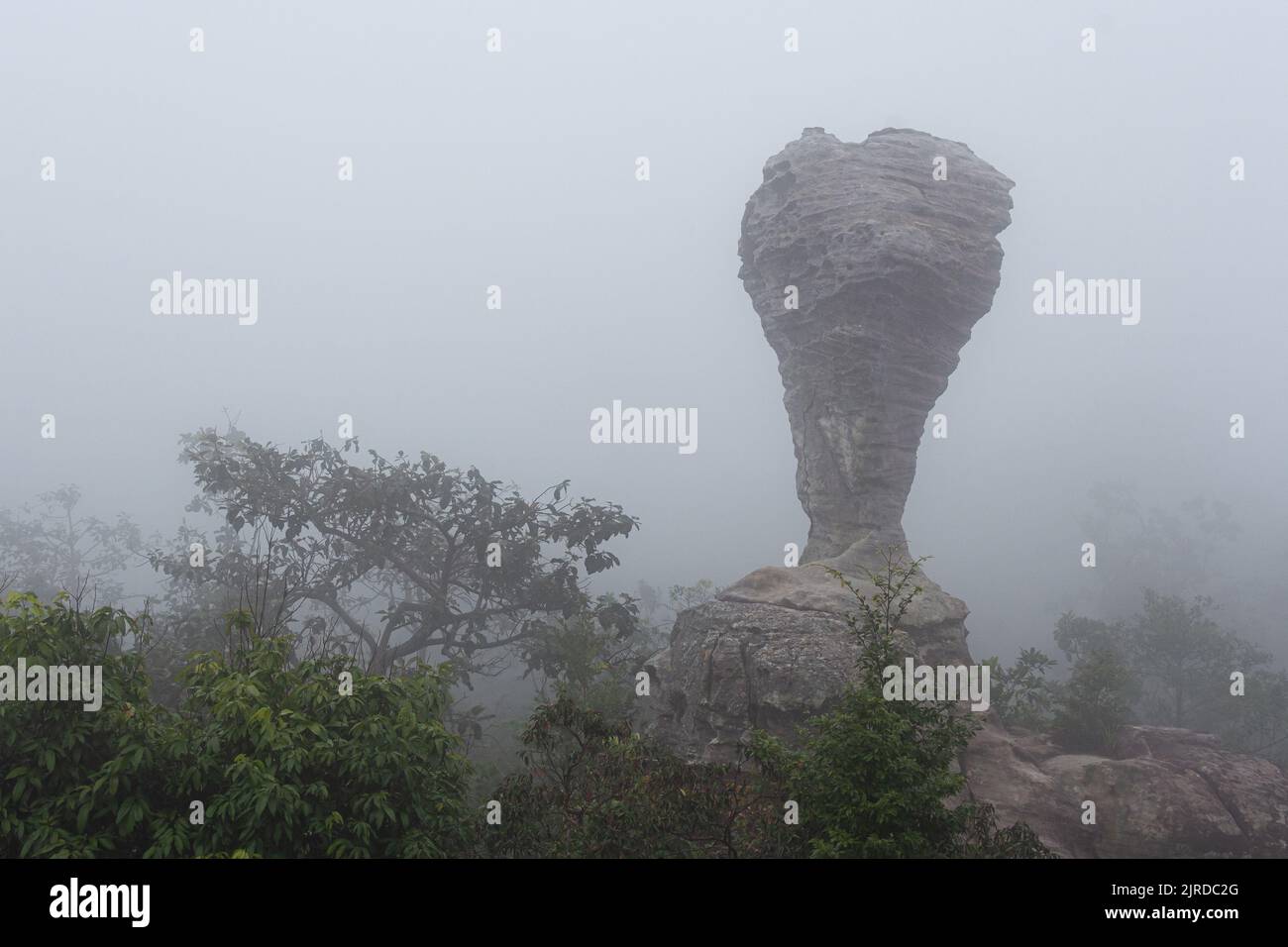 L'étrange pierre ( ressemble à une coupe de trophée ) avec la brume le matin au parc national de Pa Hin Ngam . Chaiyaphum , Thaïlande . Banque D'Images