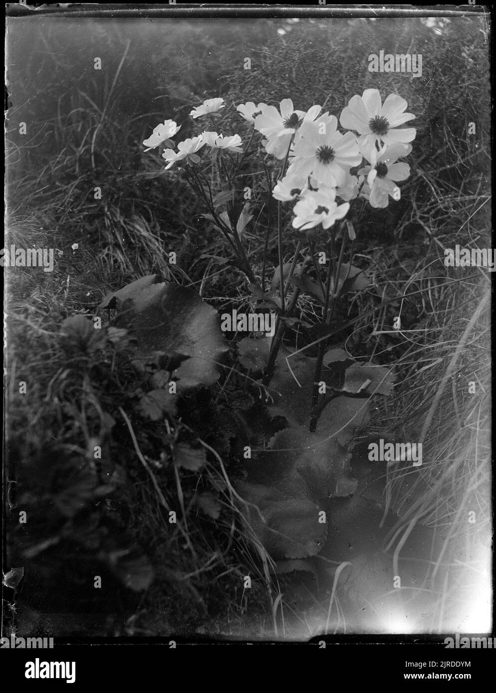 Ranunculus, vers 1900, par Fred Brockett. Banque D'Images