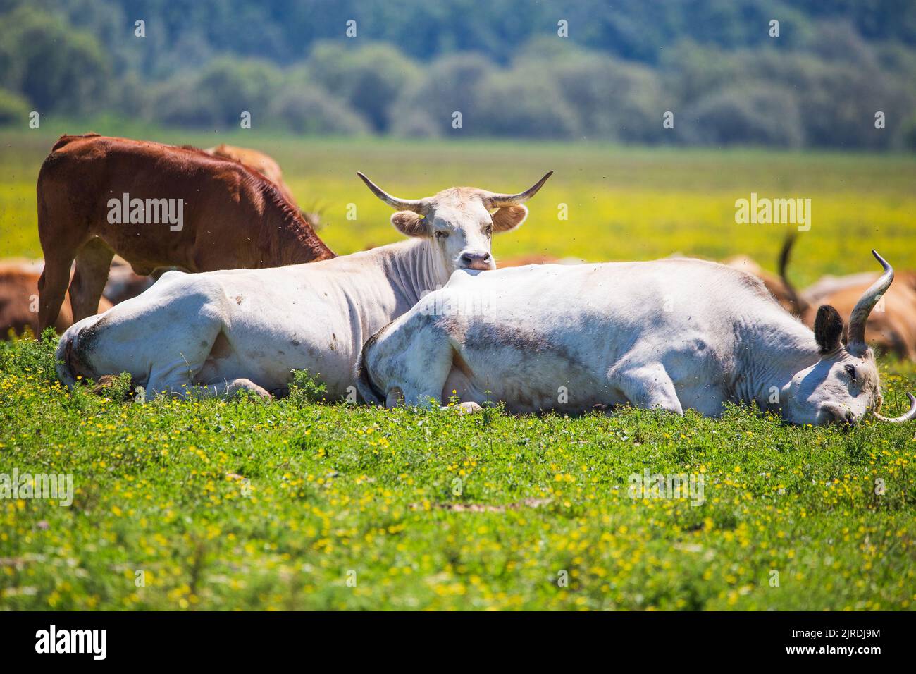 Vaches paresseuses en pâturage dans le parc naturel Lonjsko polje, Croatie Banque D'Images
