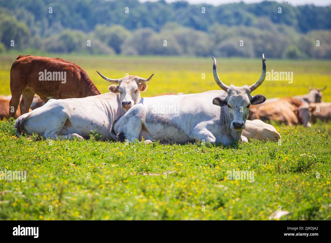 Vaches paresseuses en pâturage dans le parc naturel Lonjsko polje, Croatie Banque D'Images