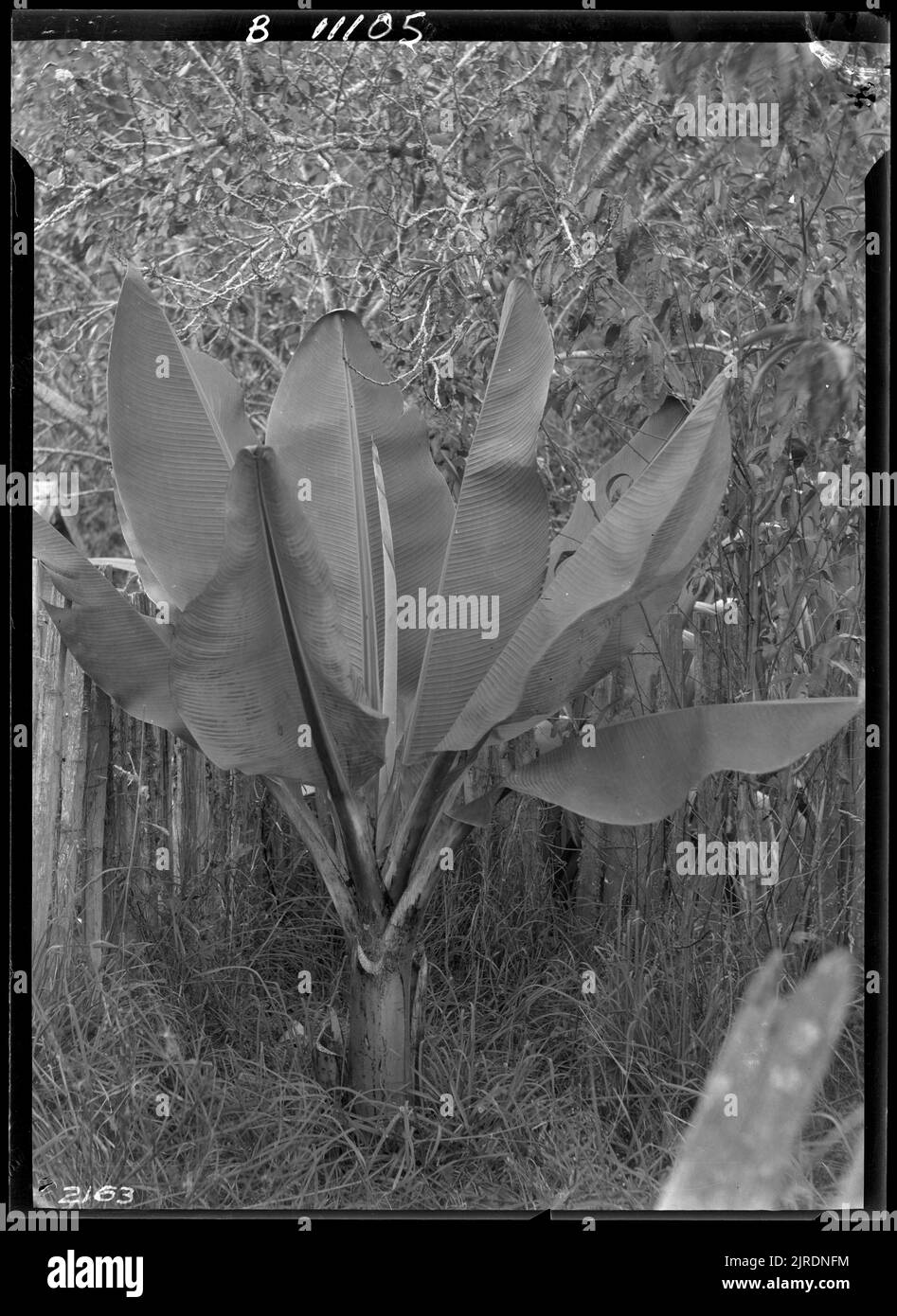 Banane, 1921, par James McDonald. Banque D'Images