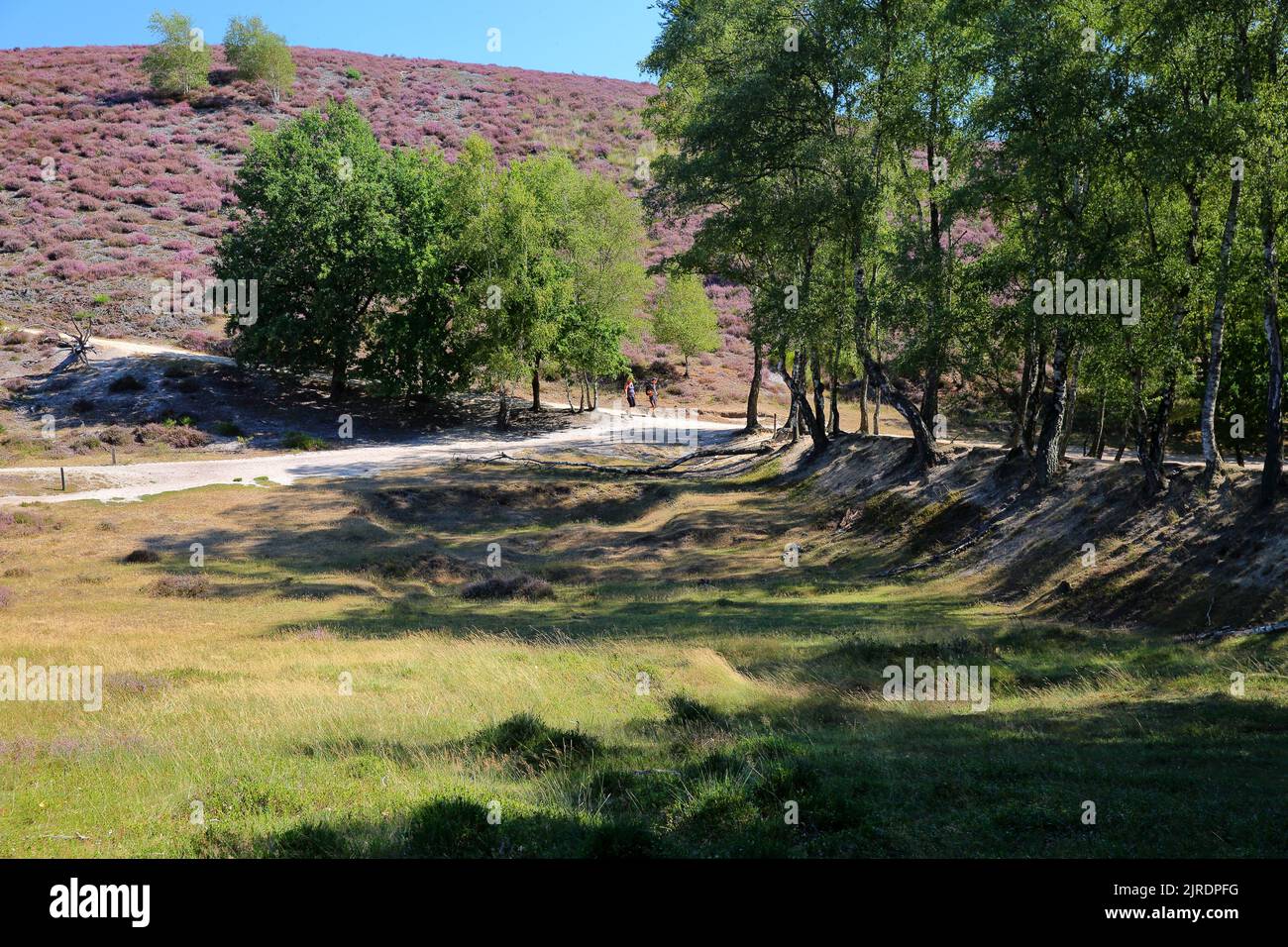 Paysage coloré avec la bruyère fleurie en août sur les collines de la Posbank dans le parc national Veluwezoom, Rheden, Gelderland, pays-Bas Banque D'Images